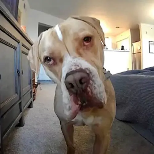 Pet Monitoring